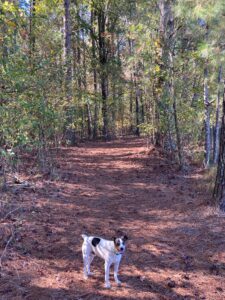 10 Acres of Trails